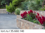 Variety of plants in the park on stepped terraces (2020 год). Стоковое фото, фотограф Юрий Бизгаймер / Фотобанк Лори