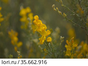 Flora of Gran Canaria - bright yellow flowers of Teline microphylla, broom species endemic to the island, natural macro floral background. Стоковое фото, фотограф Tamara Kulikova / Фотобанк Лори