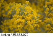 Flora of Gran Canaria - bright yellow flowers of Teline microphylla, broom species endemic to the island, natural macro floral background. Стоковое фото, фотограф Tamara Kulikova / Фотобанк Лори