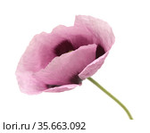 Flora of Gran Canaria - pink Papaver somniferum poppy isolated on white. Стоковое фото, фотограф Tamara Kulikova / Фотобанк Лори