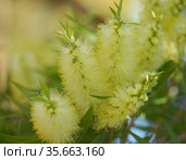 Flowering Melaleuca pallida, lemon bottlebrush, natural macro floral background. Стоковое фото, фотограф Tamara Kulikova / Фотобанк Лори