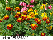 Бархатцы (лат. Tagetes) цветут на клумбе летним днем. Стоковое фото, фотограф Елена Коромыслова / Фотобанк Лори