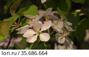 Южный Урал. Цветущая яблоня Недзвецкого. Southern Urals. Blooming apple tree Nedzvetskogo (Malus niedzwetzkyana). Стоковое видео, видеограф Евгений Романов / Фотобанк Лори