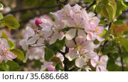 Южный Урал. Цветущая яблоня Недзвецкого. Southern Urals. Blooming apple tree Nedzvetskogo (Malus niedzwetzkyana). Стоковое видео, видеограф Евгений Романов / Фотобанк Лори