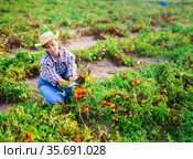 Female farmer regrets lost tomato crop after disaster. Стоковое фото, фотограф Яков Филимонов / Фотобанк Лори