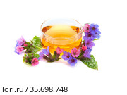 Медуница лекарственная (Pulmonaria officinalis). Цветы и листья медуницы с чашкой травяного чая на белом фоне. Стоковое фото, фотограф Татьяна Белова / Фотобанк Лори