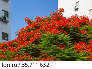 Flowering tree Deloniks Royal in the city, Israel (2018 год). Стоковое фото, фотограф Наталья Волкова / Фотобанк Лори