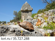 Черепаха на Ликийской тропе (2021 год). Стоковое фото, фотограф Ирина Яровая / Фотобанк Лори