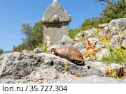 Черепаха на Ликийской тропе (2021 год). Стоковое фото, фотограф Ирина Яровая / Фотобанк Лори