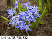 Цветок Хионодокса (Chionodoxa) первоцвет. Стоковое фото, фотограф Галина Савина / Фотобанк Лори