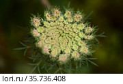 Flora of Gran Canaria - Daucus carota, wild carrot white flowers natural macro floral background. Стоковое фото, фотограф Tamara Kulikova / Фотобанк Лори