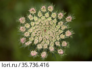 Flora of Gran Canaria - Daucus carota, wild carrot white flowers natural macro floral background. Стоковое фото, фотограф Tamara Kulikova / Фотобанк Лори