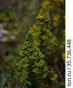 Flora of Gran Canaria - large inflorescence of Aeonium undulatum, succulent endemic to the island natural macro floral background. Стоковое фото, фотограф Tamara Kulikova / Фотобанк Лори