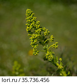 Flora of Gran Canaria - large inflorescence of Aeonium undulatum, succulent endemic to the island natural macro floral background. Стоковое фото, фотограф Tamara Kulikova / Фотобанк Лори