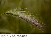 Flora of Gran Canaria - Hordeum murinum, wall barley, natural macro floral background. Стоковое фото, фотограф Tamara Kulikova / Фотобанк Лори