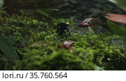 Poisonous red and black dart frogs. Стоковое видео, видеограф Данил Руденко / Фотобанк Лори