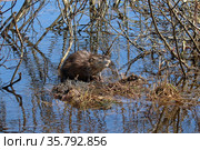 Ondatra zibethicus. Ондатра весной сидит на кочке, Ямало-Ненецкий автономный округ. Стоковое фото, фотограф Григорий Писоцкий / Фотобанк Лори