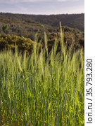 A field with ripening green wheat in the mountains. Стоковое фото, фотограф Татьяна Ляпи / Фотобанк Лори