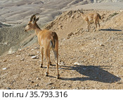 Nubian ibex, (Capra nubiana sinaitica) in mountains in Negev desert of southern Israel (2019 год). Стоковое фото, фотограф Валерия Попова / Фотобанк Лори