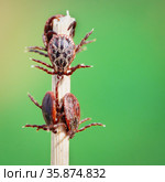 Blood-sucking mites on a dry blade of grass outdoors in spring macro. Стоковое фото, фотограф Георгий Дзюра / Фотобанк Лори