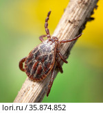 Male blood-sucking mite on a dry grass outdoors macro. Стоковое фото, фотограф Георгий Дзюра / Фотобанк Лори