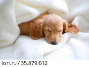 Puppy sleeping. Стоковое фото, агентство Ingram Publishing / Фотобанк Лори