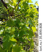 Grapevine in spring. Стоковое фото, фотограф Марина Володько / Фотобанк Лори