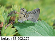insect. Стоковое фото, агентство Ingram Publishing / Фотобанк Лори
