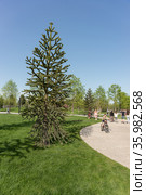 Араукария чилийская (лат. Araucaria araucana)  в парке Галицкого в Краснодаре (2021 год). Редакционное фото, фотограф Наталья Гармашева / Фотобанк Лори