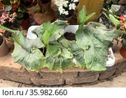 Elkhorn fern or common staghorn fern (Latin - Platycerium bifurcatum) Стоковое фото, фотограф Irina Opachevsky / Фотобанк Лори