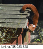 Red panda (Ailurus fulgens) crawls on his house in Moscow zoo (2021 год). Редакционное фото, фотограф Валерия Попова / Фотобанк Лори