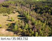 Green woodland, central Russia. Стоковое фото, фотограф Яков Филимонов / Фотобанк Лори