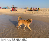 The dog runs along the water edge along the beach (2020 год). Редакционное фото, фотограф Irina Opachevsky / Фотобанк Лори