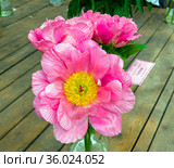 Пион сорта Салмон Шифон (Paeonia Salmon Chiffon) Стоковое фото, фотограф Сергей Рыбин / Фотобанк Лори