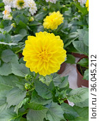 Желтый георгин (Dahlia) Стоковое фото, фотограф Мария Кылосова / Фотобанк Лори