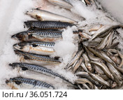Mackerel and capelin on an ice for sale. Стоковое фото, фотограф Володина Ольга / Фотобанк Лори