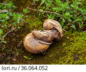 Процесс спаривания у виноградных улиток, или эскарго (Helix pomatia). The process of copulation in Edible snail or escargot (Helix pomatia). Стоковое фото, фотограф Евгений Романов / Фотобанк Лори
