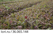 Closeup of purple serrated leaves of red mizuna growing on large plantation. Стоковое видео, видеограф Яков Филимонов / Фотобанк Лори