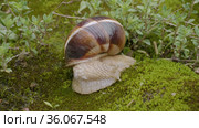 Виноградная улитка, или эскарго (Helix pomatia), ползёт по мху. Edible snail or escargot (Helix pomatia) crawls on the moss. Стоковое видео, видеограф Евгений Романов / Фотобанк Лори