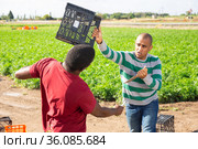 Farm workers with knifes fighting on field. Стоковое фото, фотограф Яков Филимонов / Фотобанк Лори