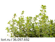 Thymus citriodorus AKA lemon thyme, isolated on white background. Стоковое фото, фотограф Tamara Kulikova / Фотобанк Лори