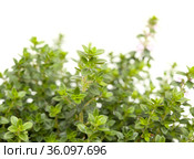 Thymus citriodorus AKA lemon thyme, isolated on white background. Стоковое фото, фотограф Tamara Kulikova / Фотобанк Лори