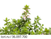 Thymus citriodorus AKA lemon thyme, isolated on white background. Стоковое фото, фотограф Tamara Kulikova / Фотобанк Лори