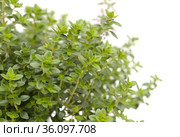 Thymus citriodorus AKA lemon thyme, isolated on white background. Стоковое фото, фотограф Tamara Kulikova / Фотобанк Лори