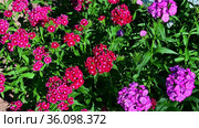 Цветы и листья - яркий цветочный фон с турецкой гвоздикой (Dianthus barbatus) Стоковое видео, видеограф Владимир Литвинов / Фотобанк Лори