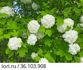 Калина Бульденеж (Viburnum opulus Bouledeneige) Стоковое фото, фотограф Мария Кылосова / Фотобанк Лори