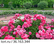 Английская роза (English Rose) Стоковое фото, фотограф Мария Кылосова / Фотобанк Лори