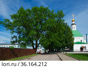 Черешчатый дуб. Город Владимир (2021 год). Редакционное фото, фотограф Макаров Алексей / Фотобанк Лори
