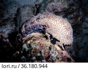 Sea Cucumber (holothuroidea) in a cave at the bottom of the Indian Ocean. Стоковое фото, фотограф Сергей Фролов / Фотобанк Лори