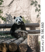 Big panda at the zoo. Стоковое фото, фотограф Наталья Волкова / Фотобанк Лори
